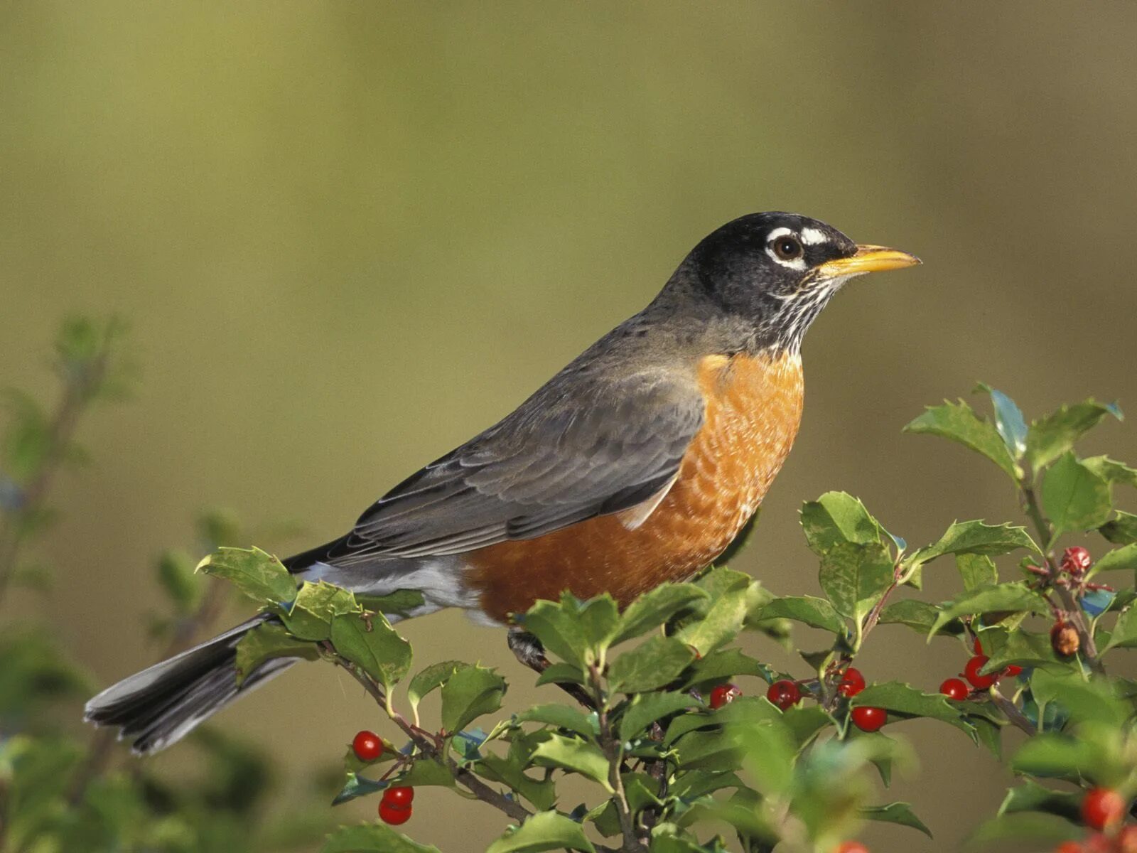 Птиц й м. Красногрудый Дрозд. Зарянка Зяблик Дрозд. Пигарь птица. American Robin птица.