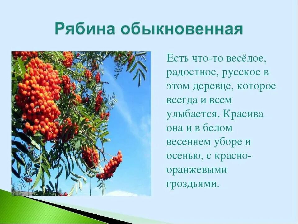 Рябина живет столько же сколько. Рябина описание. Рябина обыкновенная описание. Рябина это культурное растение. Рябина описание для детей.