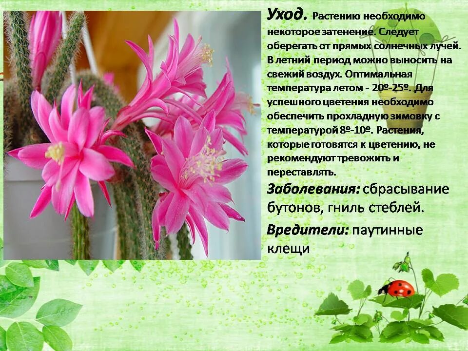 Основные характеристики растений. Презентация по теме растения 6 класс. Творческий проект растения в интерьере жилого. Низшие растения. Хищные растения проект по биологии.