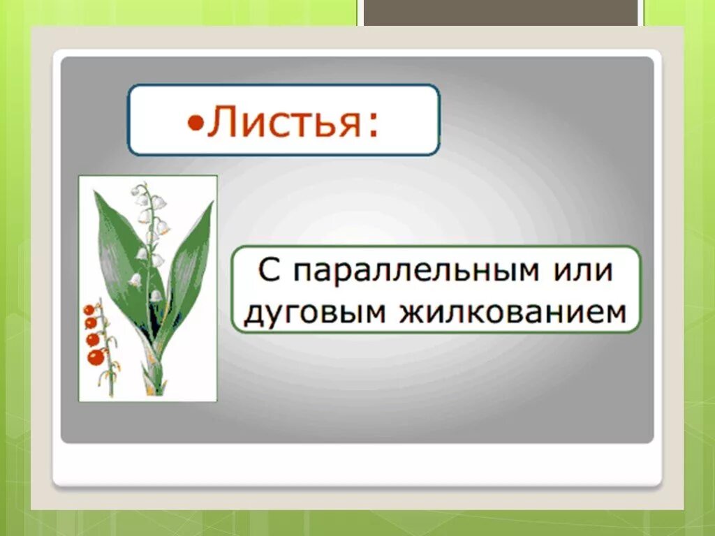 Каково значение семейства лилейных в жизни человека. Семейство Лилейные биология 6 класс. Листья лилейных растений 6 класс. Семейство Лилейные 6 класс биология лист. Строение листьев семейства Лилейные.