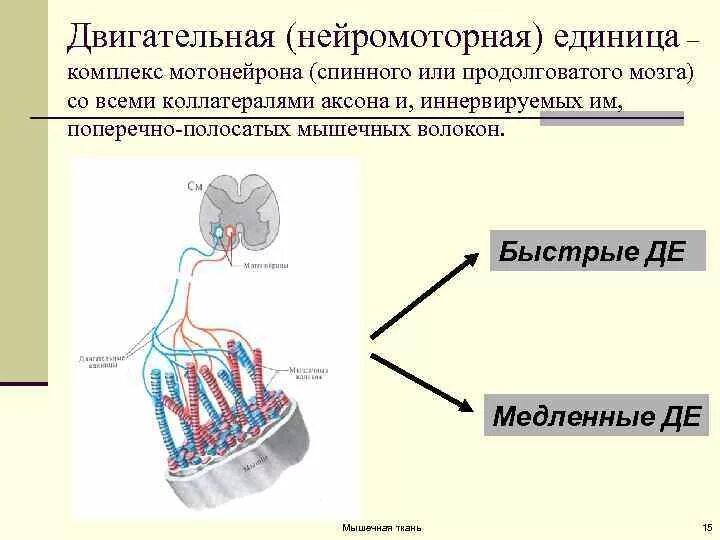 Нейромоторные двигательные единицы. Нейромоторные единицы быстрые и медленные. Альфа мотонейроны и гамма мотонейроны. Двигательная единица мышцы. Понятие о нейромоторной единице физиология.