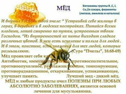 Пчела перевод