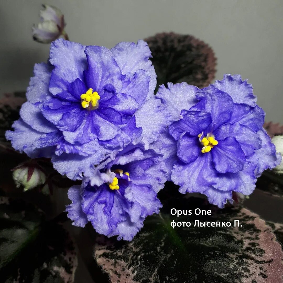 Virtual Violet :: Просмотр темы - Opus One (J.Brownlie)