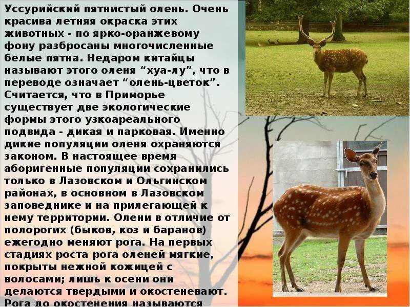 Животные приморского края. Приморский край назван в честь животного. Животный и растительный мир приморского края. Животные дальнего востока. Животные и растения охраняемые в уссурийском заповеднике.
