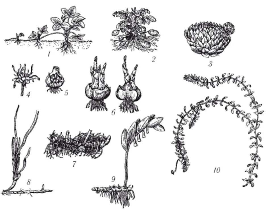 Вегетативное размножение растений схема. Вегетативное размножение цветковых растений схема. Вегетативное размножение клубнями. Вегетативное размножение усами. Биология 6 класс параграф 17 вегетативное размножение