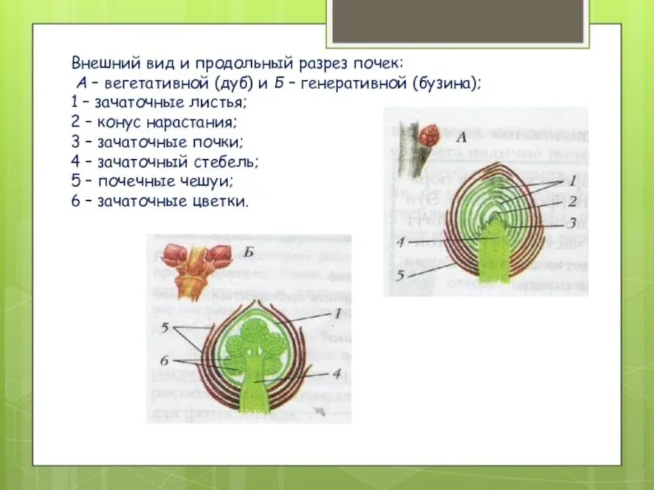Внешний вид и продольный разрез почек. Продольный разрез почки биология 6 класс. Строение вегетативной и генеративной почки рисунок. Строение почки растения продольный разрез. Рассмотрите изображение генеративной почки и выполните задания
