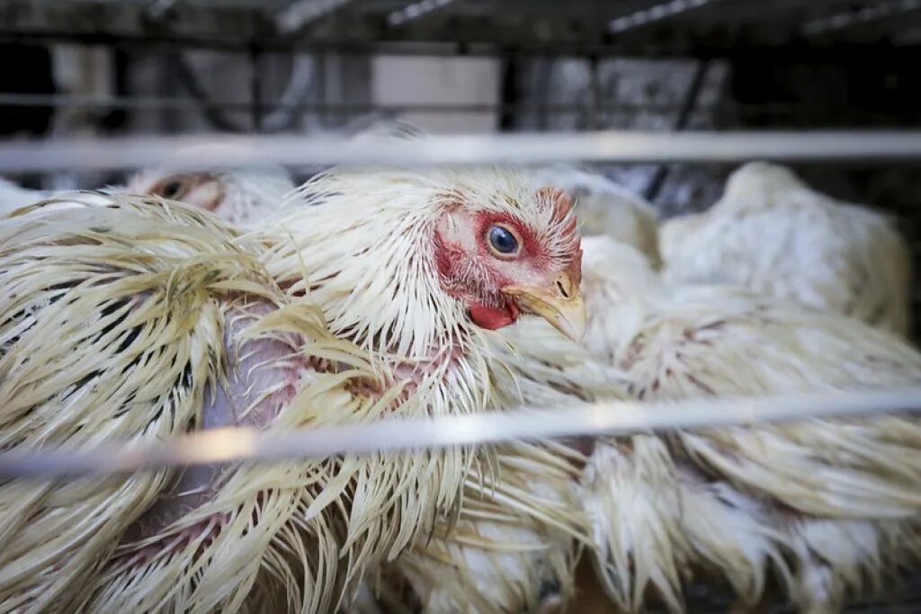 Вспен вшийся курица кудахч т. Куриные фермы в Индии. Жестокость Птичей индустрии. Wet Chicken. Chicken Farm conditions.