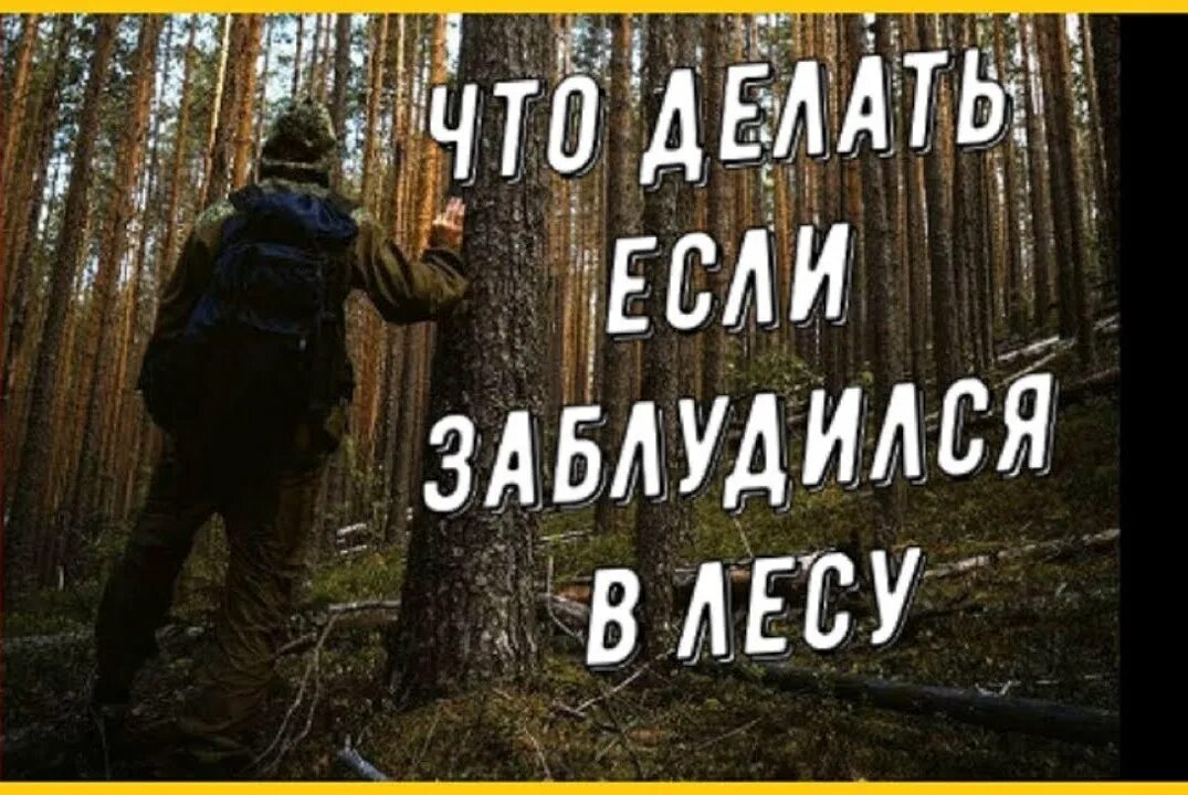 Рассказ васютка в тайге. Как выбраться из тайги. Выживание в лесу конспект. Памятка если ты заблудился в лесу. Васютка в тайге.