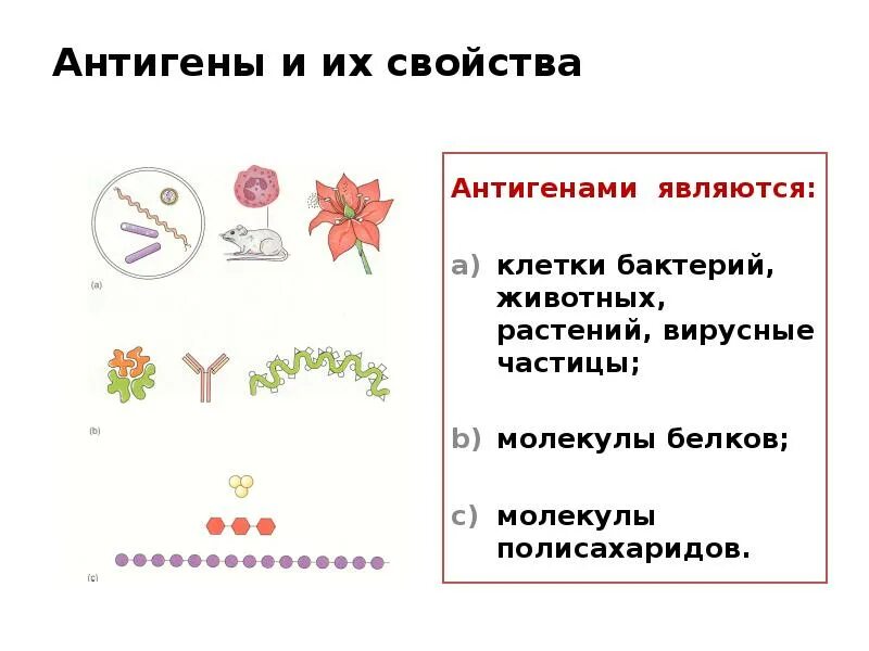 Антигены и их свойства. Антигены животных микроорганизмов. Антигенные свойства микроорганизмов. Антигены бактериальной клетки. Антигенные свойства бактерий