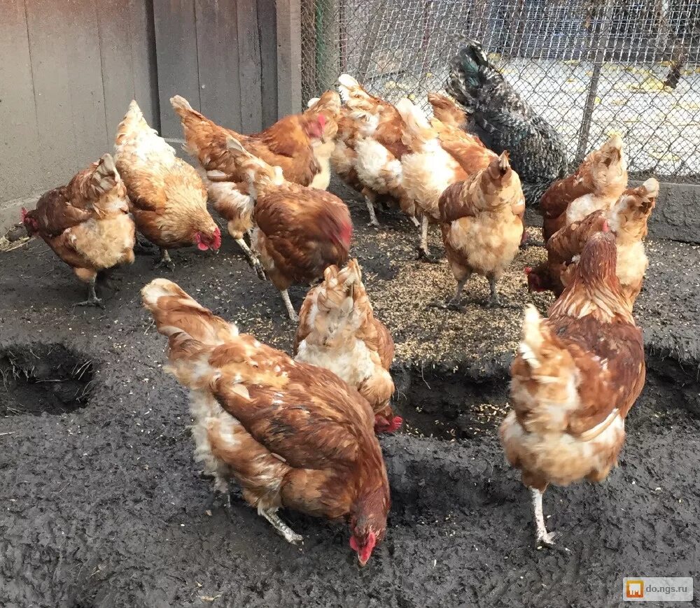куры несушки в новосибирске. куры новосибирска. усачевская ферма курицы на продажу. мясо-яичные куры ломан браун. курочка молодка 3 мес.