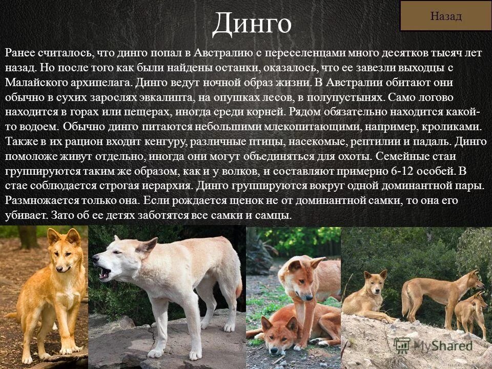 сообщение о дикой собаке динго. дикая собака динго в австралии. на каком материке живет динго. на каком материке живет динго. дикая собака динго доклад.