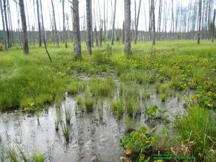Мещерские леса это километры болотистой местности
