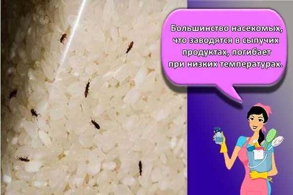 Средство от жучков на кухне. Маленькие жучки в сыпучих продуктах. жучки в крупах. букашки в крупе от чего появляются. средство от жучков в крупе.