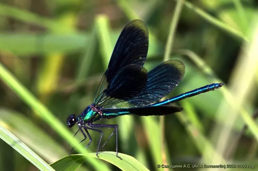 Стрекоза Calopteryx Virgo. Красотка блестящая (Calopteryx splendens). Стрекоза красотка темнокрылая. Стрекоза красотка блестящая.