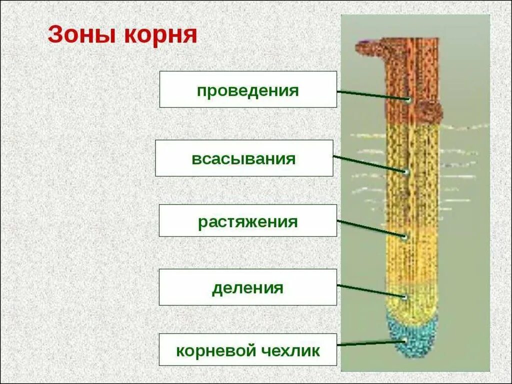 Какие функции выполняет чехлик. Корневой чехлик зона деления. зоны корня деления растяжения всасывания проведения. строение клеток зоны всасывания корня. строение клеток зоны проведения корня.