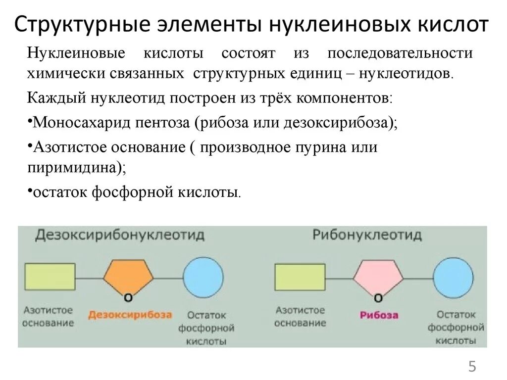 Мономером нуклеиновых кислот является нуклеотид. Структурные компоненты нуклеиновых кислот. Структурные элементы нуклеиновых кислот. Три основных компонента нуклеиновых кислот. Структура нуклеиновых кислот формула.