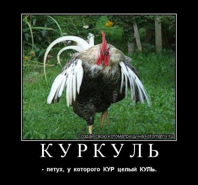 петух фразы. пустить красного петуха фразеологизм. петух фразы. загадка про петуха. доброе утро петушок.