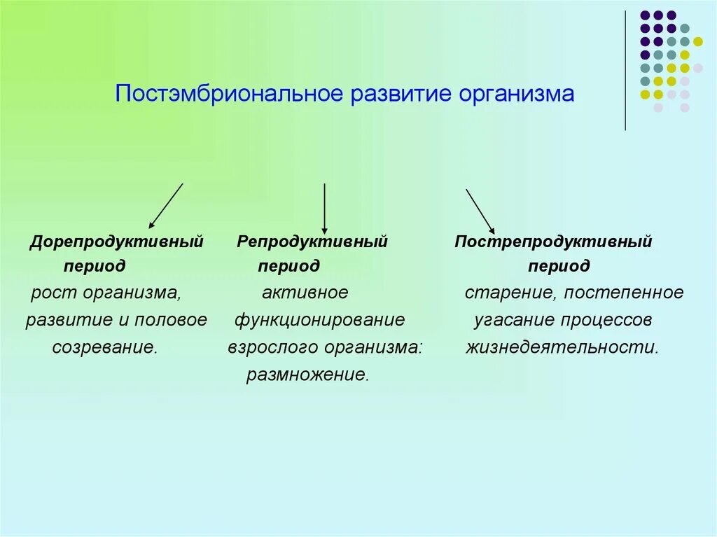 Этапы постэмбрионального развития животных. Схема типы постэмбрионального развития животных. Назовите этапы постэмбрионального развития. Стадии постэмбрионального развития у животных.