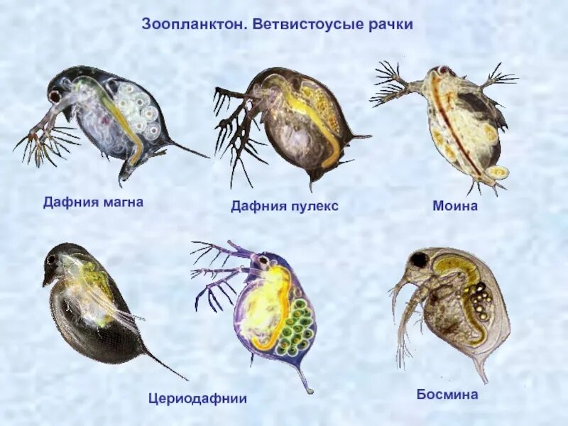 Ветвистоусые дафния. Зоопланктон дафния. Ветвистоусый рачок дафния. Ветвистоусые босмина. Зоопланктон составляют