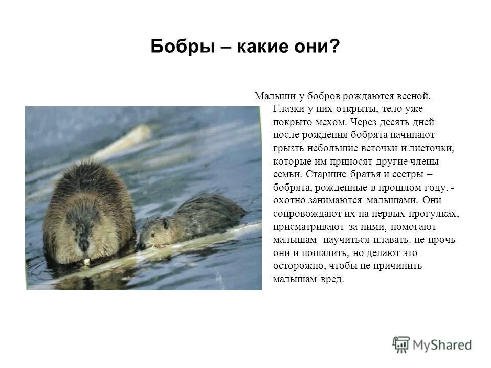 биография бобра. когда рождаются бобрята. сообщение о бобрах. биография бобра. сообщение о бобрах.