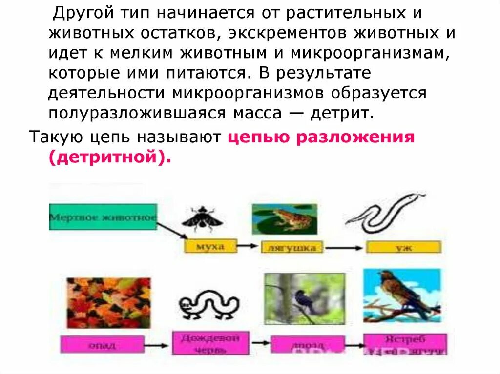 Приведите примеры детритных пищевых цепей. Детритная цепь питания. Цепь разложения детритная цепь. Детритная цепь по биологии. Цепь разложения биология.