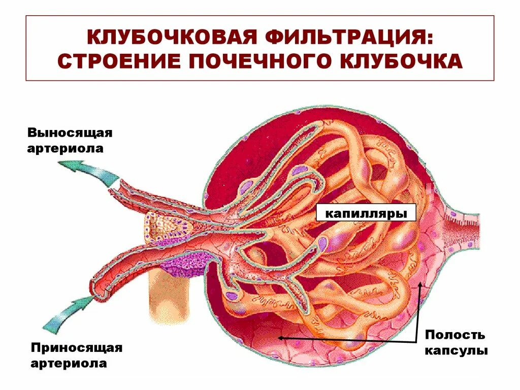 В капиллярном клубочке какая кровь. Строение клубочка почки анатомия. Клубочковая фильтрация. Строение клубочка. Механизм клубочковой фильтрации почек. Клубочковая фильтрация почек анатомия\.