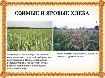 Сеющий почему ю
