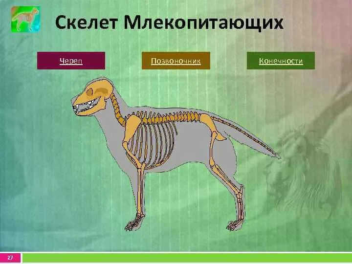 Исследование особенностей строения скелета млекопитающих. Скелет млекопитающих. Строение скелета млекопитающих. Кскнднт млекопитающих. Скелет млекопитающих схема.