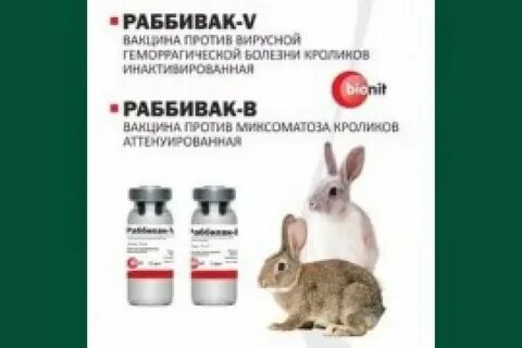 Прививки крольчихам