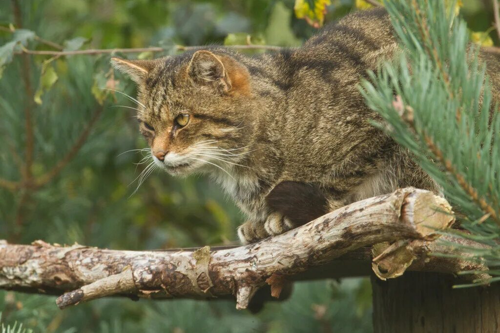 Лесная дикая кошка в экосистеме. Европейский дикий Лесной кот. Кавказский дикий Лесной кот. Европейская Дикая Лесная кошка. Сочинский национальный парк кавказский Лесной кот.