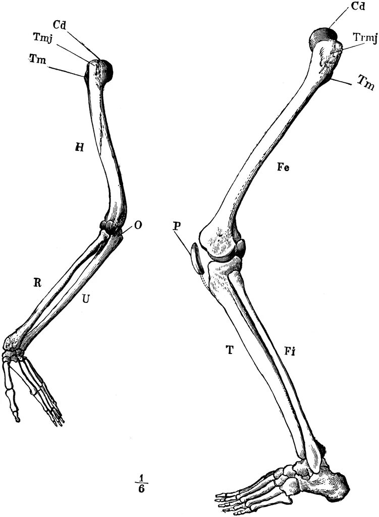 Строение конечностей рисунок. Скелет ноги. Скелет ноги человека. Кости скелета ноги.