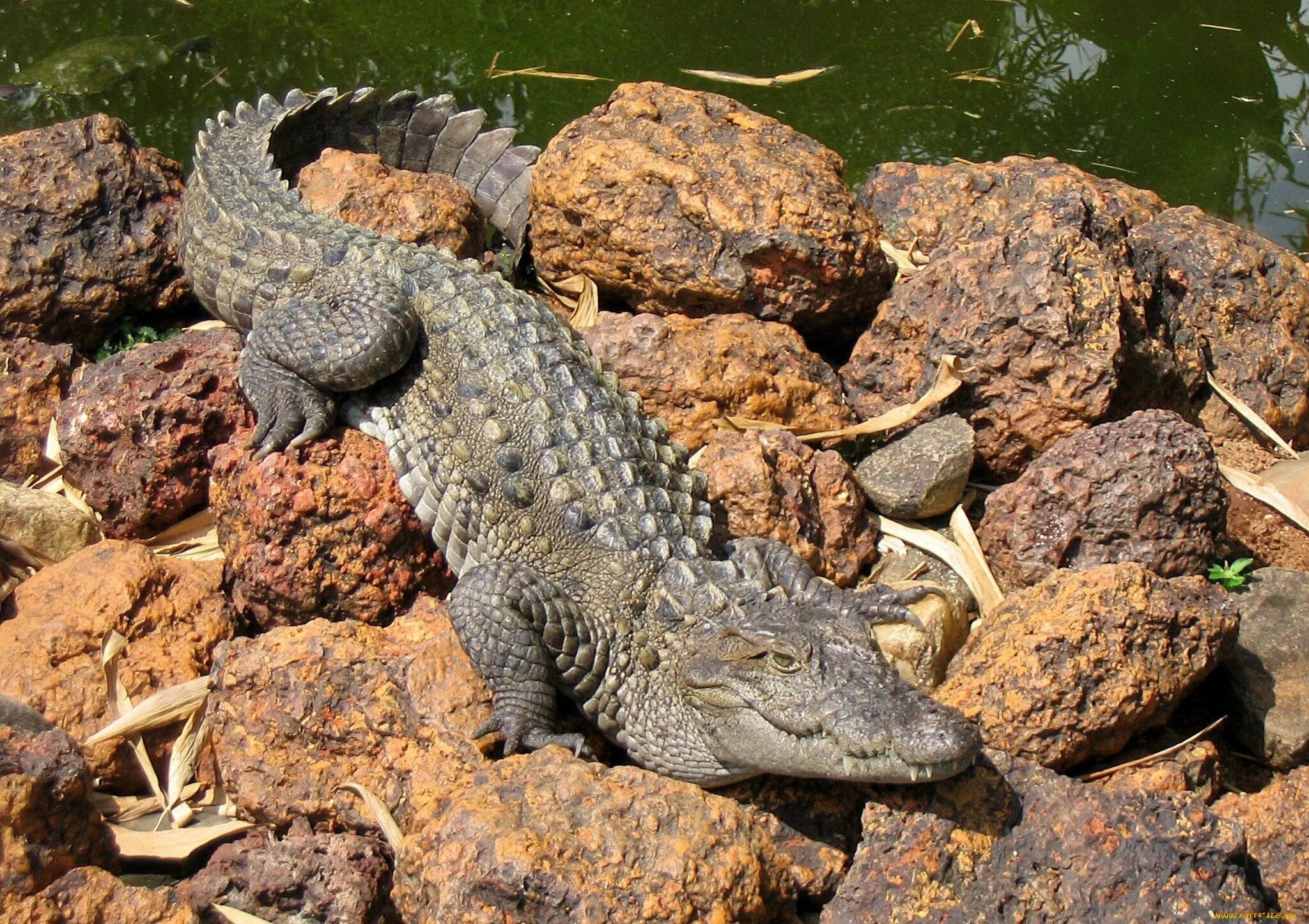 Где обитают крокодилы. Где обитают крокодилы. Где обитают крокодилы. Гребнистый крокодил яйца. Крокодил квинкана.