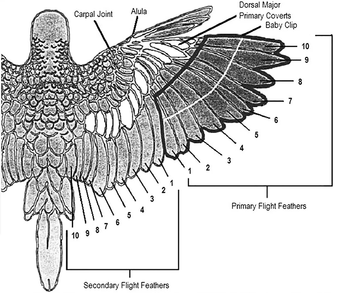 Строение крыла волнистого попугая. Строение крыльев волнистого попугая. Перьевой Покров птиц схема. Анатомическое строение волнистого попугая. Расположение перьев у птиц