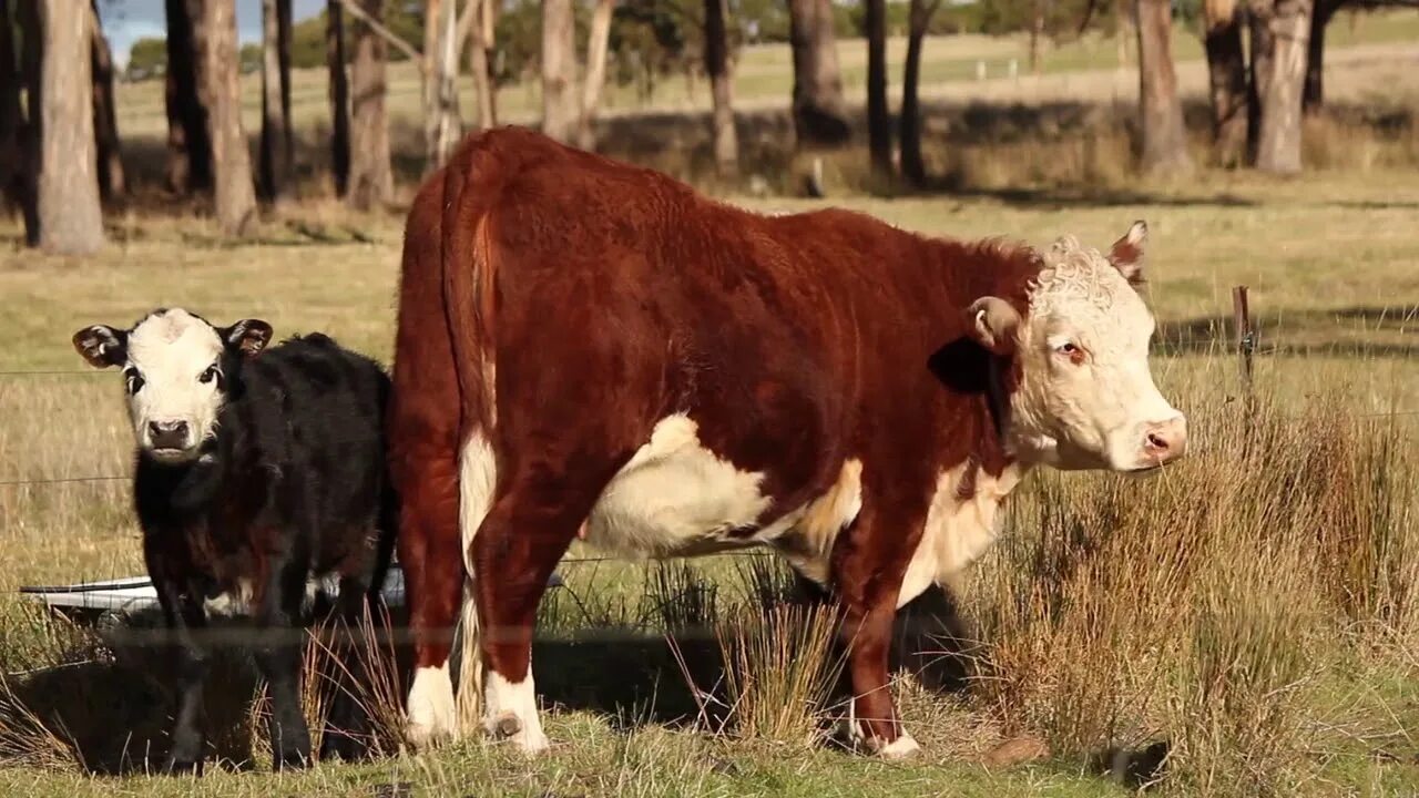 Три коровы. Корова пляшет. Видео про коров. Корова на роликах. Польская корова.