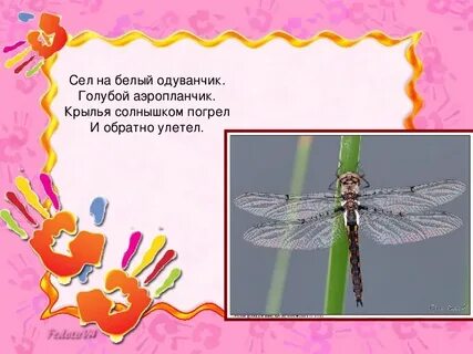 Аэропланчик сел на белый одуванчик
