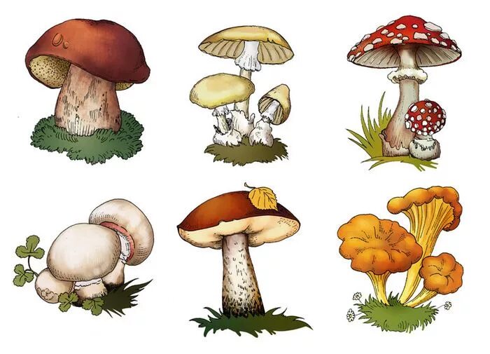 Как выглядит гриб рисунок Fungus Drawing at GetDrawings Free download
