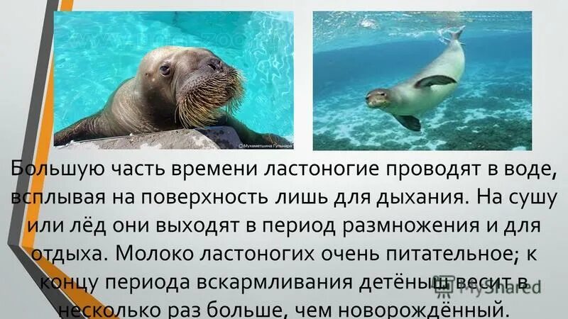 ластоногое млекопитающее неуклюжий человек кроссворд