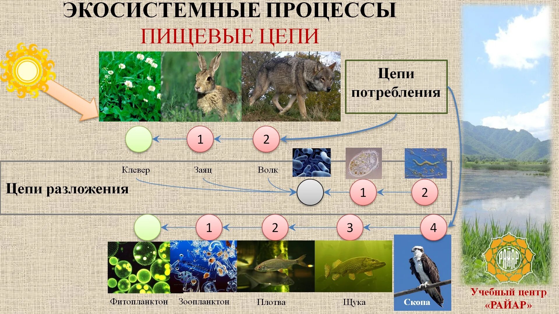 Экосистемные процессы. Динамика сообществ биология. Примеры экосистемных процессов. Экосистемный процесс.