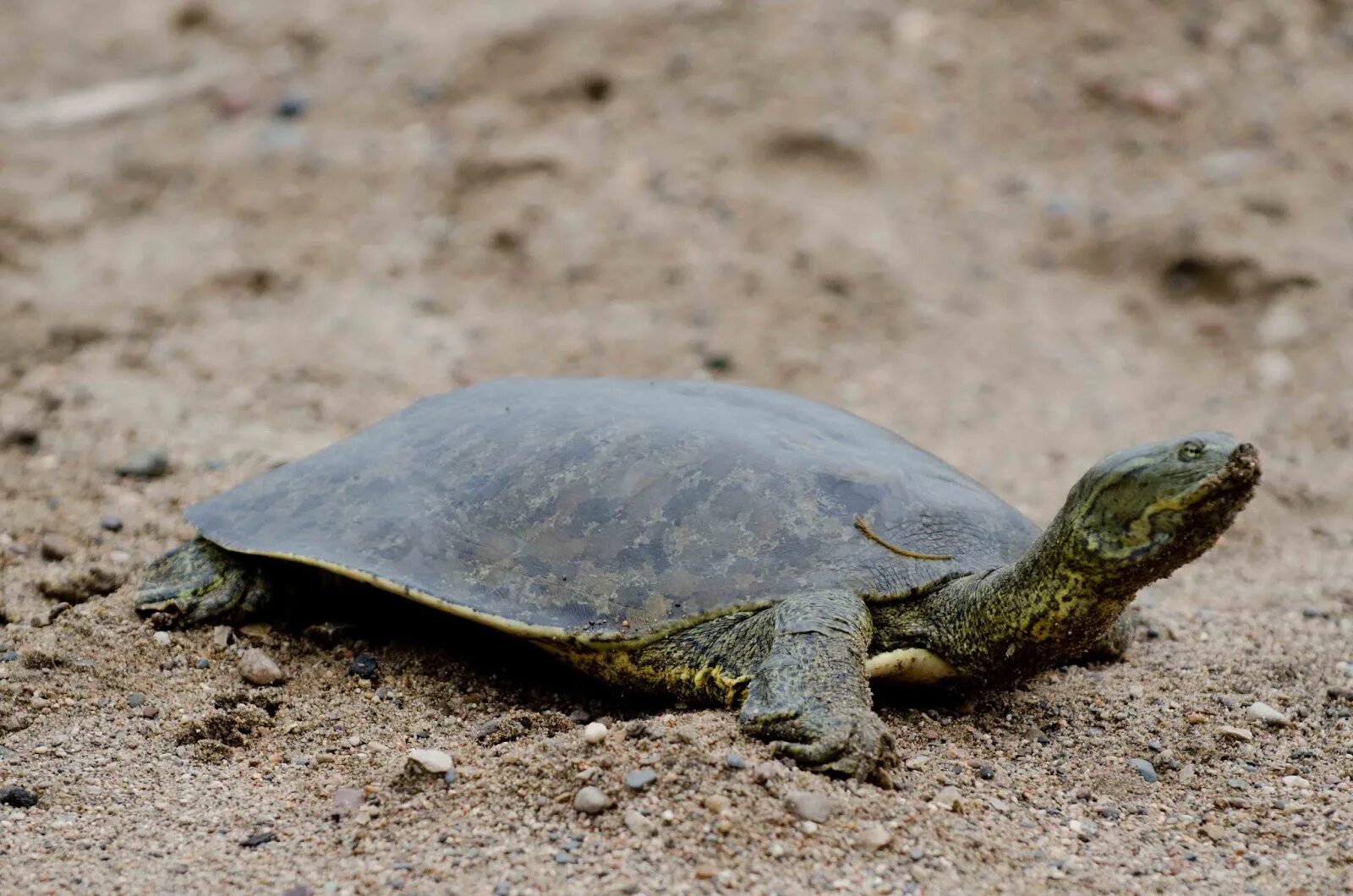 Дальневосточная черепаха. Softshell Turtle. Softshell Turtle Shell. Дальневосточная черепаха в природе.