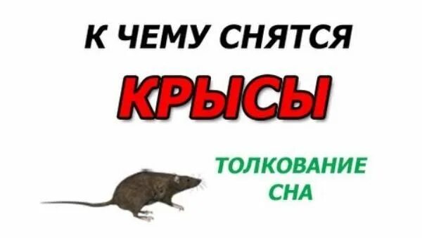 Сонник приснилась крыса. К чему снятся крысы. К чему снится снятся крысы.