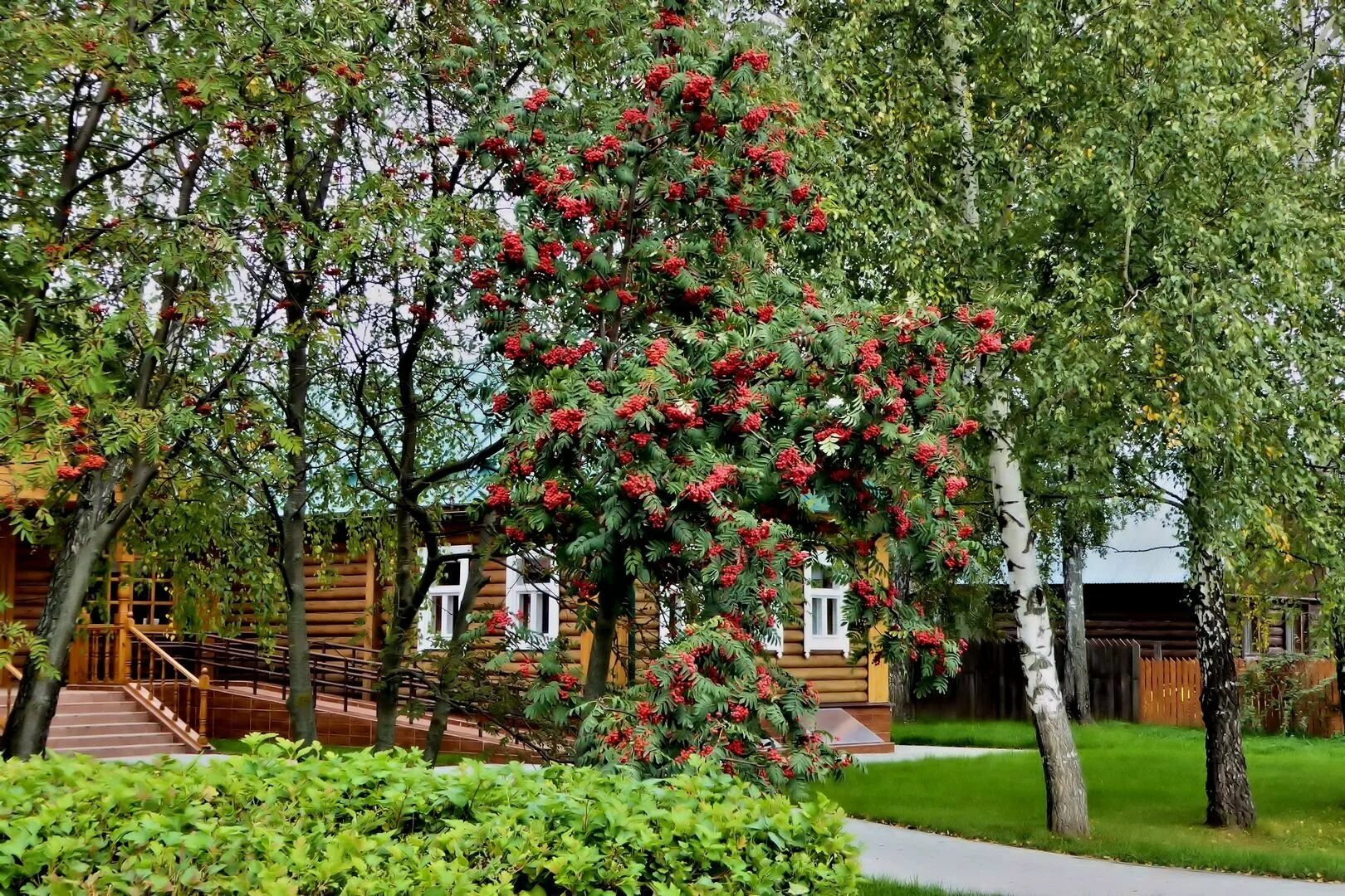 Какое дерево посадить возле дома для благополучия. Рябина обыкновенная плакучая. Рябина обыкновенная "Аспленифолия". Рябина обыкновенная Титан. Рябина обыкновенная pendula.