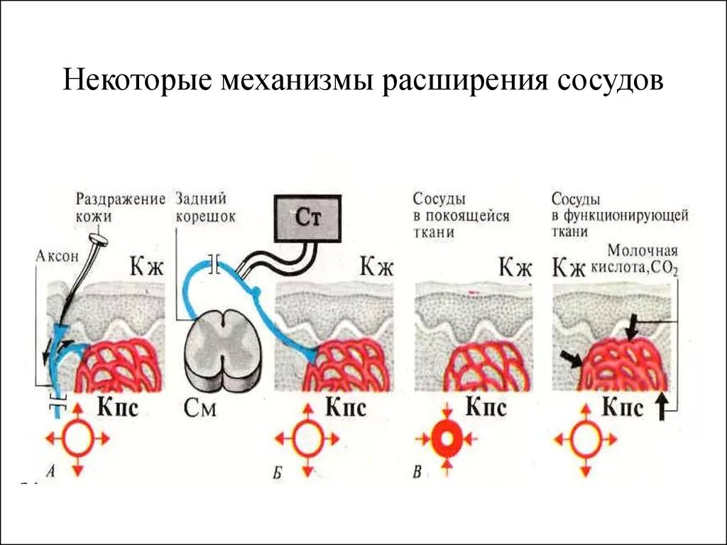 Механизм сужения и расширения сосудов. Расширение сосудов физиология. Расширение сосудов кожи. Механизм действия тепла расширение сосудов. Что происходит при расширении сосудов