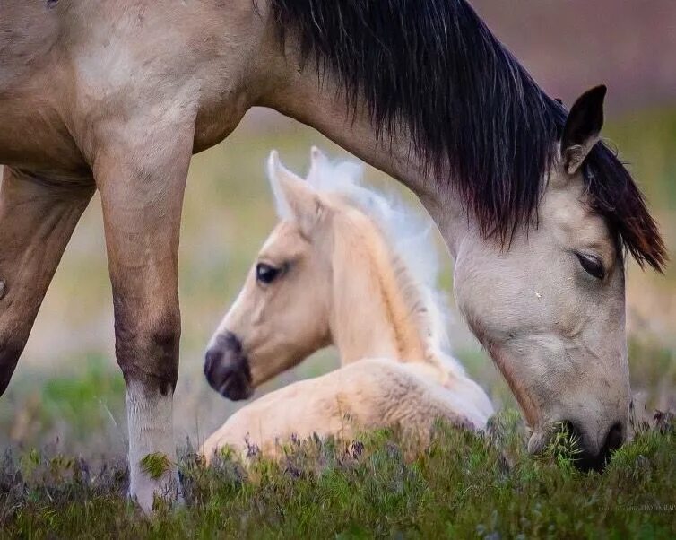 Horse family