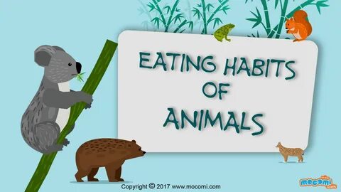 Animals need