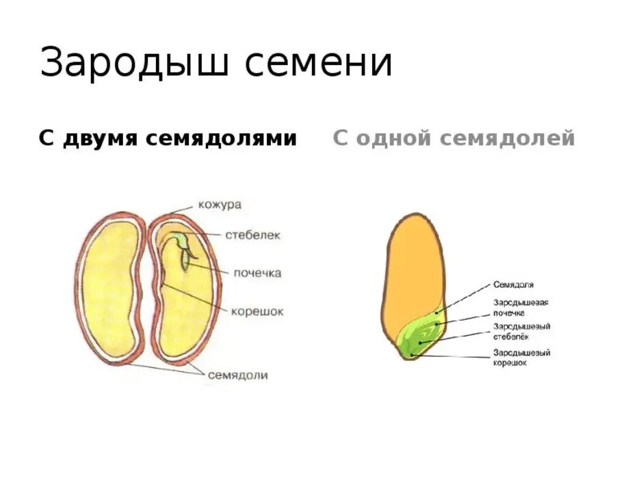 Образование зародыша семени. Строение семени фасоли семядоля. Строение семядоли растений. Строение семядоли с зародышем. Строение зародышевого семени.