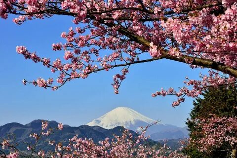 цветение сакуры в японии: 2 тыс изображений найдено в Яндекс Картинках