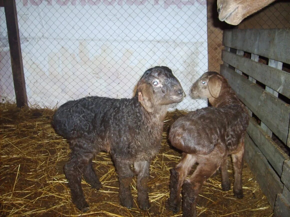 Новорожденный барашек. Отъем ягнят. Суточный ягненок. Суточный ягненок. Романовские овцы ягнята 3 месячного.