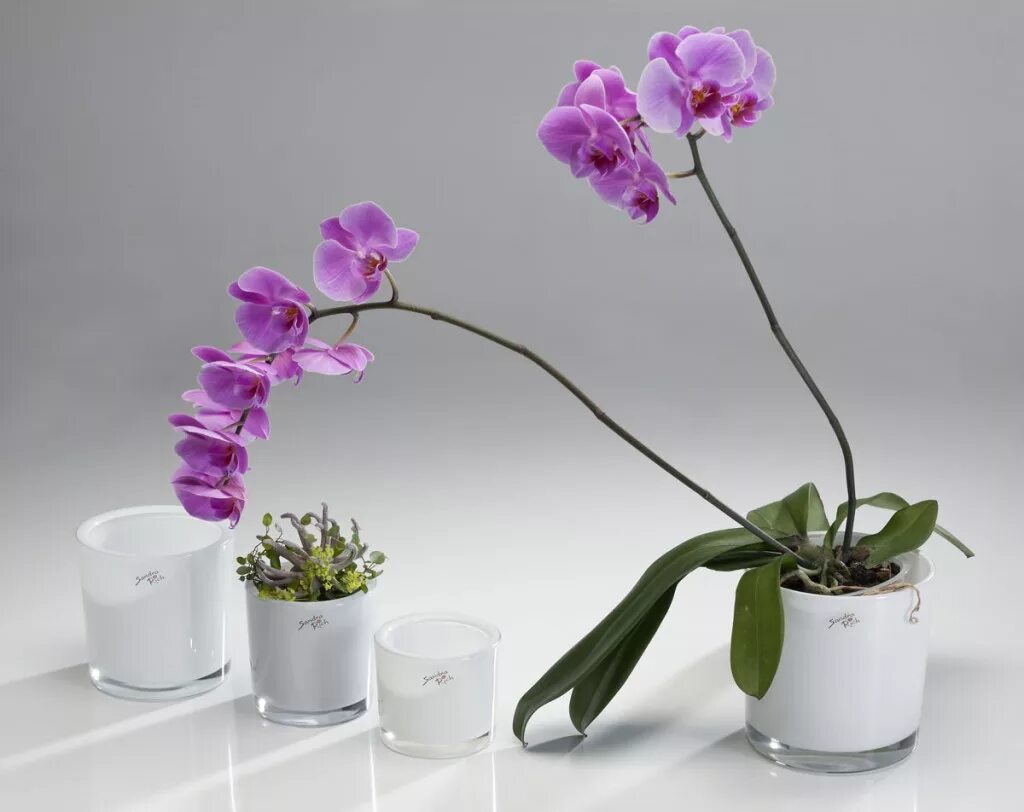Sandra Rich кашпо. Кашпо стеклянный орхид белый. Орхидея фаленопсис в горшке. Лучшие горшки для орхидей