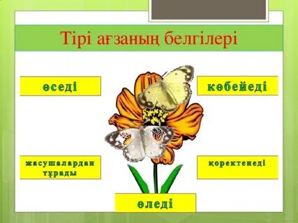 Жасөспірімдердің үйдегі секс видеосы