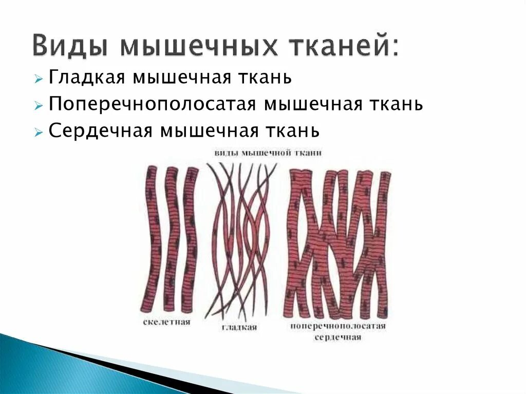 Отличительные особенности мышечных тканей